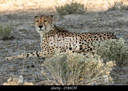 Junge Geparde, die sich in der Kalahari entspannen und auf ihre älteren Jungen aufpassen Stockfoto