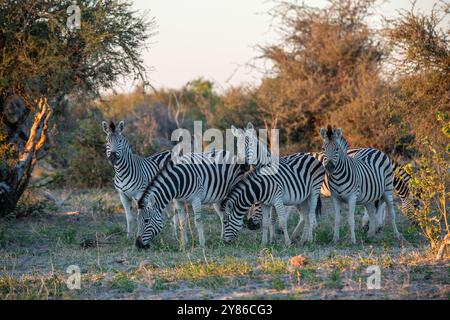 Glitzernde Zebras, die zusammen in der grünen Vegetation stehen Stockfoto