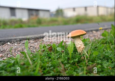 Das Bild zeigt einen einzelnen Orangenpilz, der in der Nähe einer Straße auf einem Stück Gras und Kies wächst. Im Hintergrund gibt es Industrieanlagen Stockfoto