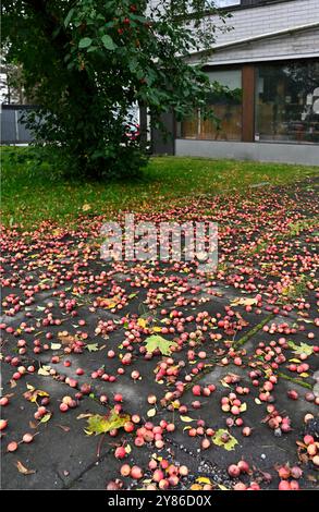 Dieses Bild zeigt eine Szene von gefallenen Krabben, die auf einem gepflasterten Pfad unter einem Obstbaum verstreut sind. Die kleinen roten Früchte sind in verschiedenen Formen verteilt Stockfoto