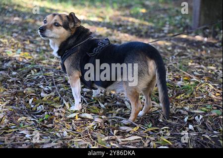 Dieses Foto zeigt einen kleinen, gemischten Hund, der draußen steht und wachsam aussieht, während er ein schwarzes Gurtzeug trägt. Der Hund steht auf einem Bett aus Herbstl Stockfoto