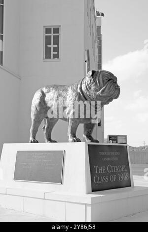 Bulldog Maskottchen-Statue vor dem Johnson Hagood Stadium in der Zitadelle in Charleston, South Carolina, USA. Stockfoto