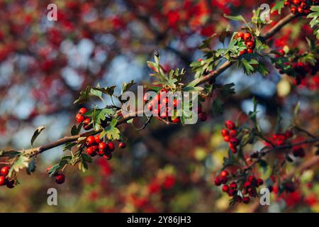 Lebhafte Nahaufnahme von Weißdornbeeren auf einem Zweig, umgeben von üppig grünen Blättern an einem sonnigen Tag Stockfoto