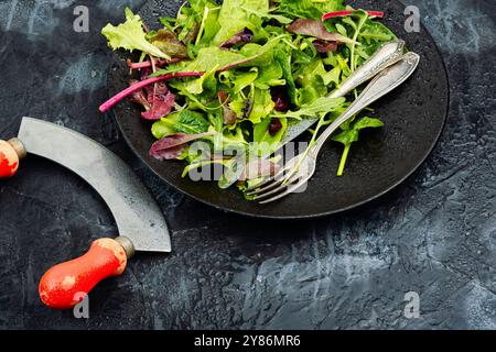 Vegetarischer grüner Salat aus Raketenblatt oder Rucola. Salat aus gemischten grünen Blättern. Kopierbereich. Stockfoto