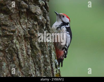 Mittelspecht im Park Stockfoto