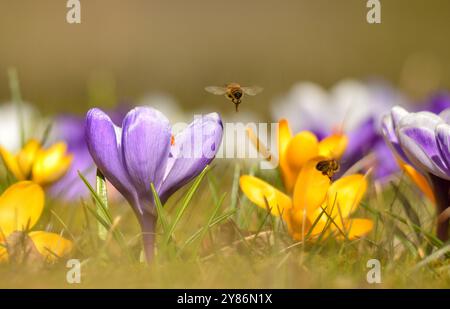 Schwebende Biene über Krokusse Stockfoto