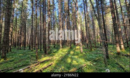 Tief im Wald Stockfoto