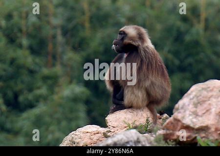 02.10.2024, xsvx, Reise Urlaub, Italien Gardasee emwir, v.l. Fauna Park Zoo Safari Parco Natura Viva Theropithecus gelada Dschelada oder Blutbrustpavian Theropithecus gelada Pavian Backentaschenaffen Meerkatzen Bussolengo *** 02 10 2024, xsvx, Reiseurlaub, Italien Gardasee emwir, V l Fauna Park Zoo Stockfoto