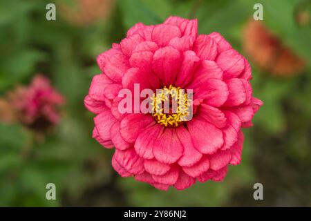Nahaufnahme von oben auf isoliertes rosafarbenes Rot mit gelben Stamen zinnia elegans Blume, die draußen im Garten blüht Stockfoto