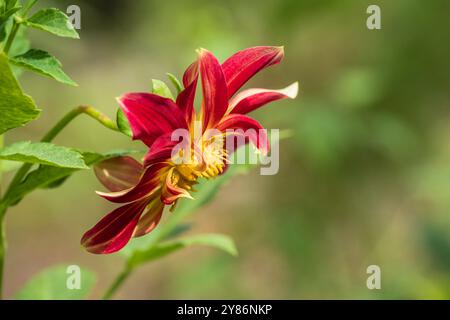 Nahaufnahme des Stiels, der Blätter und der Blume der roten und goldenen gelben Dahlia pinnata, die draußen im Garten auf hellem natürlichem Hintergrund blüht Stockfoto