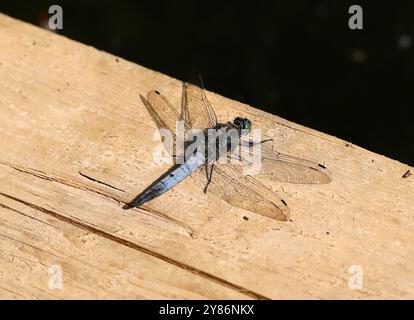 Schwarzschwanzskimmer Libelle, Orthetrum cancellatum, Libellulidae, Odonata. Männlich. Hertfordshire, Großbritannien. Stockfoto