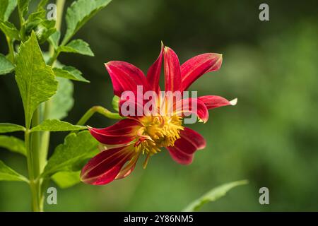Nahaufnahme von Seitenansicht des Stängels, der Blätter und der Blume der roten und goldenen gelben Dahlien, die draußen im Garten auf natürlichem Hintergrund blüht Stockfoto
