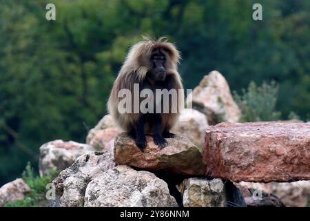 02.10.2024, xsvx, Reise Urlaub, Italien Gardasee emwir, v.l. Fauna Park Zoo Safari Parco Natura Viva Theropithecus gelada Dschelada oder Blutbrustpavian Theropithecus gelada Pavian Backentaschenaffen Meerkatzen Bussolengo *** 02 10 2024, xsvx, Reiseurlaub, Italien Gardasee emwir, V l Fauna Park Zoo Stockfoto