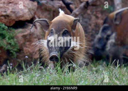 02.10.2024, xsvx, Reise Urlaub, Italien Gardasee emwir, v.l. Fauna Park Zoo Safari Parco Natura Viva Pinselohrschwein oder Flussschwein Potamochoerus porcus Buschschwein Schwein Bussolengo *** 02 10 2024, xsvx, Reise Urlaub, Italien Gardasee Busemwir, V l Fauna Park Zoo Safari Parco Natura Viva Pinselohrschwein oder Flussschwein Potamochoerus porcus porcus porcus porcus Stockfoto