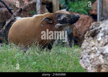 02.10.2024, xsvx, Reise Urlaub, Italien Gardasee emwir, v.l. Fauna Park Zoo Safari Parco Natura Viva Pinselohrschwein oder Flussschwein Potamochoerus porcus Buschschwein Schwein Bussolengo *** 02 10 2024, xsvx, Reise Urlaub, Italien Gardasee Busemwir, V l Fauna Park Zoo Safari Parco Natura Viva Pinselohrschwein oder Flussschwein Potamochoerus porcus porcus porcus porcus Stockfoto