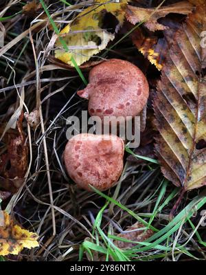 Eichenkäfer Milkcap, Lactarius quietus, Russulaceae. Anbau in gemischten Eichen- und Buchenwäldern. Herfordshire. Stockfoto