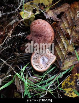 Eichenkäfer Milkcap, Lactarius quietus, Russulaceae. Anbau in gemischten Eichen- und Buchenwäldern. Herfordshire. Stockfoto