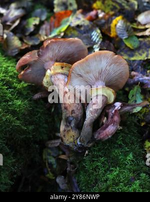 Honigpilz, Armillaria mellea, Physalacriaceae. Bricket Wood, Hertfordshire, Großbritannien Stockfoto