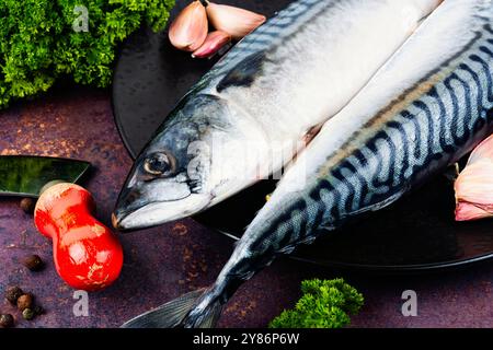 Zwei frische Makrelen oder scomber und Zutaten zum Kochen. Makrelenfisch zum Kochen zubereiten. Stockfoto