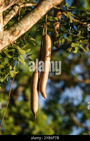 Wurstbaumfrüchte im Murchison Falls National Park Stockfoto