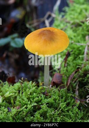 Gelbe Schildkröte, Pluteus chrysophaeus (P. luteovirens), Pluteaceae. Bricket Wood, Hertfordshire, Großbritannien. Stockfoto