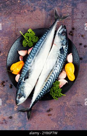 Ungekochter frischer scomber-Fisch mit Gewürzen und Zutaten zum Kochen. Roher ganzer Fisch. Draufsicht. Stockfoto