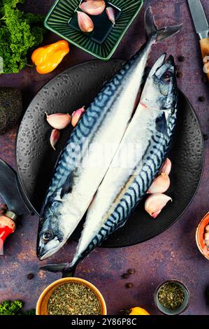 Ungekochter frischer scomber-Fisch mit Gewürzen und Zutaten zum Kochen. Roher ganzer Fisch. Draufsicht. Stockfoto