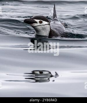 Telephoto einer Gruppe von Adelie-Pinguinen - Pygoscelis adeliae -, die im antarktischen Meereis springen und schwimmen. Antarktische Halbinsel. Stockfoto