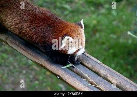 02.10.2024, xsvx, Reise Urlaub, Italien Gardasee emwir, v.l. Fauna Park Zoo Safari Parco Natura Viva kleiner Panda Ailurus, auch Rote Pandas oder Katzenbären genannt. Westlicher kleiner Panda Ailurus fulgens Bussolengo *** 02 10 2024, xsvx, Reiseurlaub, Italien Gardasee emwir, V l Fauna Park Zoo Safari Parco Natura Viva kleiner Panda Ailurus , auch Rote Pandas oder Katzenbären Western kleiner Panda Ailurus fulgens Bussolengo genannt Stockfoto