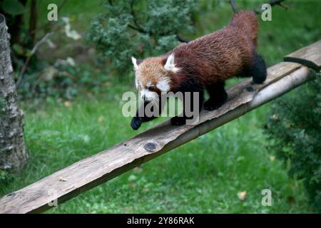 02.10.2024, xsvx, Reise Urlaub, Italien Gardasee emwir, v.l. Fauna Park Zoo Safari Parco Natura Viva kleiner Panda Ailurus, auch Rote Pandas oder Katzenbären genannt. Westlicher kleiner Panda Ailurus fulgens Bussolengo *** 02 10 2024, xsvx, Reiseurlaub, Italien Gardasee emwir, V l Fauna Park Zoo Safari Parco Natura Viva kleiner Panda Ailurus , auch Rote Pandas oder Katzenbären Western kleiner Panda Ailurus fulgens Bussolengo genannt Stockfoto