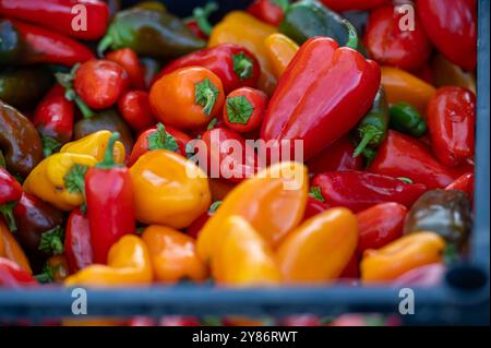 Frische Paprika in verschiedenen Farben werden gemeinsam an einem lebhaften Marktstand serviert. Stockfoto