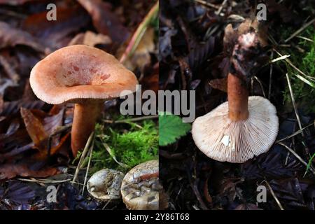 Eichenkäfer Milkcap, Lactarius quietus, Russulaceae. Anbau in gemischten Eichen- und Buchenwäldern. Bricket Wood, Hertfordshire, Großbritannien Stockfoto