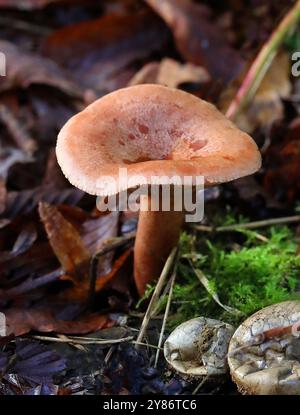 Eichenkäfer Milkcap, Lactarius quietus, Russulaceae. Anbau in gemischten Eichen- und Buchenwäldern. Bricket Wood, Hertfordshire, Großbritannien Stockfoto