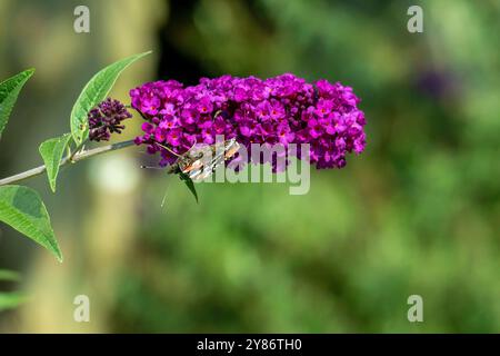 Admiral Schmetterling auf einer Sommerflieder Buddleja Blüte Stockfoto