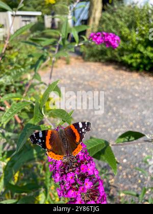 Admiral Schmetterling auf einer Sommerflieder Buddleja Blüte Stockfoto