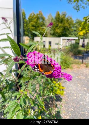 Admiral Schmetterling auf einer Sommerflieder Buddleja Blüte Stockfoto