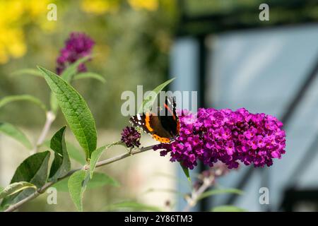 Admiral Schmetterling auf einer Sommerflieder Buddleja Blüte Stockfoto