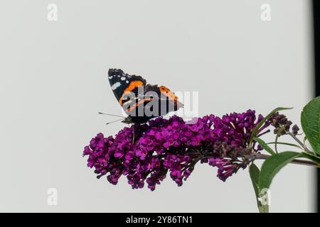 Admiral Schmetterling auf einer Sommerflieder Buddleja Blüte Stockfoto