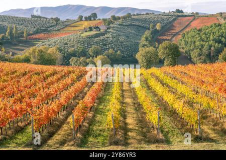 Weingüter in Sagrantino im Herbst, Montefalco, Umbrien, Italien. Stockfoto