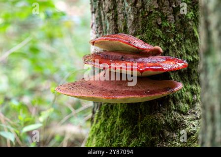 Fistulina hepatica, allgemein bekannt als Beefsteak-Pilz, Beefsteak polypore oder Zungenpilz, ist ein ungewöhnlicher Bügel-Pilz. Stockfoto