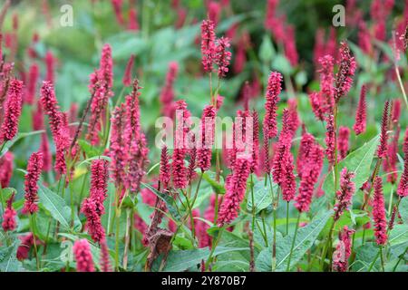 Rote Bistorte, Bistorta amplexicaulis „Blackfield“ in Blüte. Stockfoto