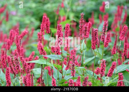 Rote Bistorte, Bistorta amplexicaulis „Blackfield“ in Blüte. Stockfoto