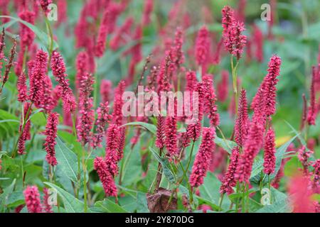 Rote Bistorte, Bistorta amplexicaulis „Blackfield“ in Blüte. Stockfoto