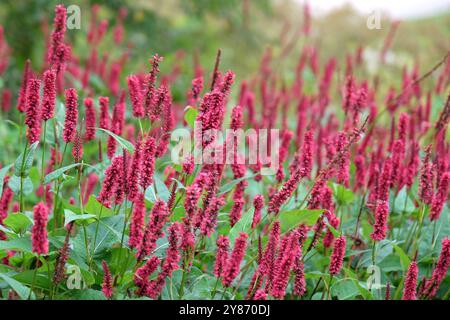 Rote Bistorte, Bistorta amplexicaulis „Blackfield“ in Blüte. Stockfoto