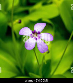 Die Blätter und Blüten einer fleischfressenden Pflanze (Pinguecula Esseriana). Botanischer Garten, KIT, Karlsruhe, Deutschland, Europa Stockfoto