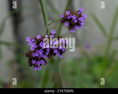 Tuberöse, violette Vervain-Blüten (Verbena rigida), Verbenaceae. Stockfoto