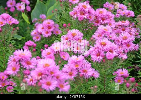 Pink Symphyotrichum novae angliae, New England Aster oder Michaelmas Gänseblümchen, „Brunswick“ in Blüte. Stockfoto