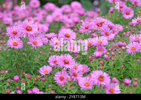 Pink Symphyotrichum novae angliae, New England Aster oder Michaelmas Gänseblümchen, „Brunswick“ in Blüte. Stockfoto