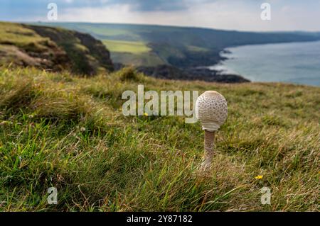 Junger Sonnenschirmpilz auf dem South West Coast Path in Cornwall, England Stockfoto