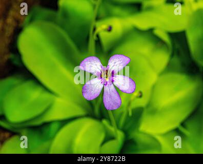 Die Blätter und Blüten einer fleischfressenden Pflanze (Pinguecula Esseriana). Botanischer Garten, KIT, Karlsruhe, Deutschland, Europa Stockfoto